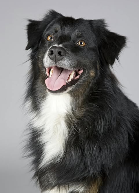Pour Les Chiens