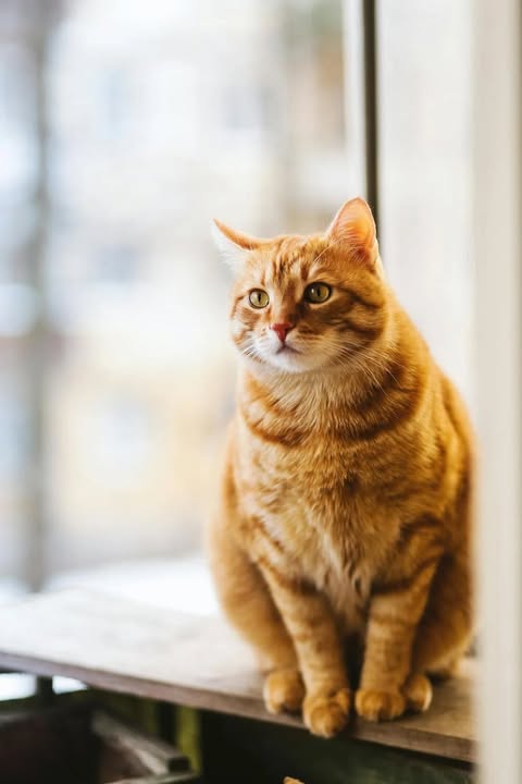 Pour Les Chats